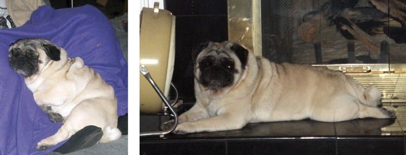 Two combined photos: Left: pug sleeping on a purple blanket; right: pug lying on a counter.