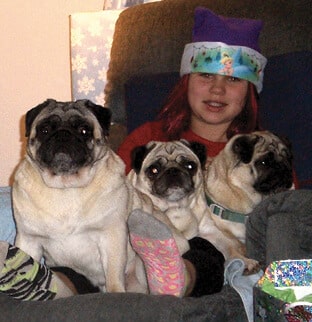 Young girl sitting on a sofa with 3 Pugs in her lap