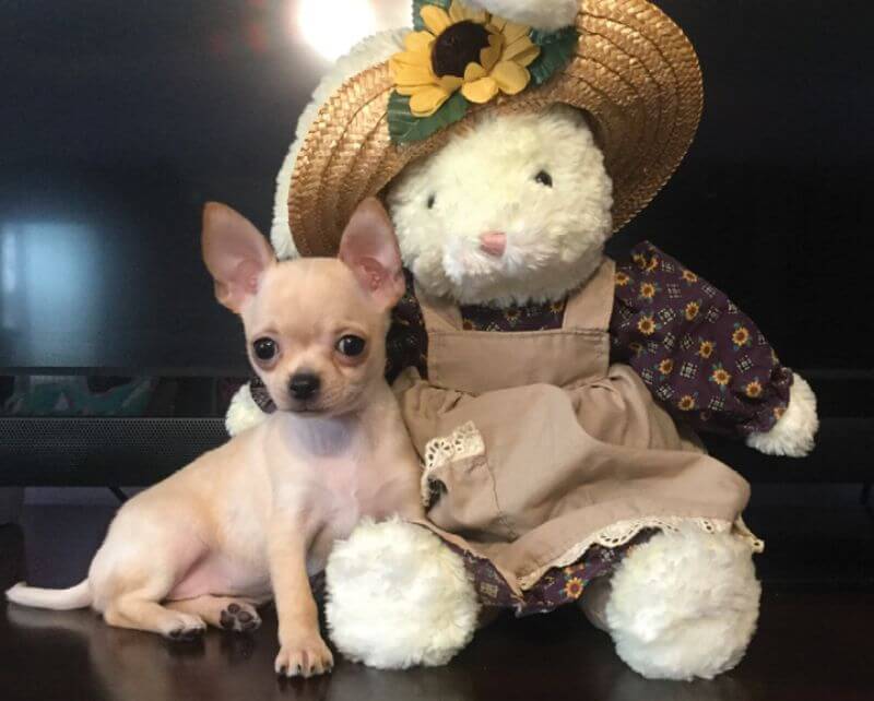 Chihuahua sitting with a toy.
