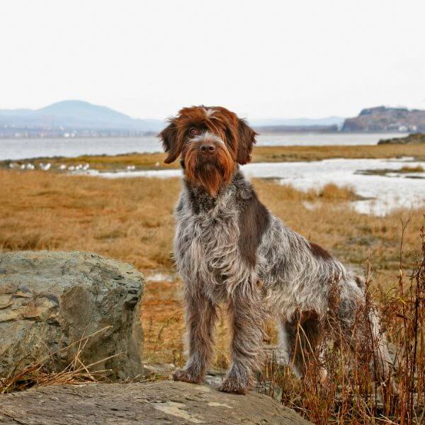 Wirehaired Pointing Griffon standing on rocks near a body of water.
