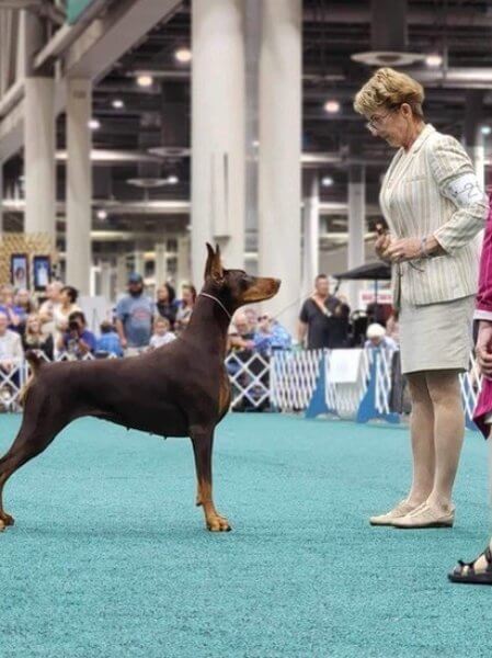 Ann White attends a dog show, where she proudly stands next to her Doberman.