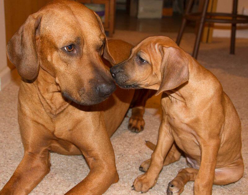 A Rhodesian Ridgeback and a puppy sitting on the floor.