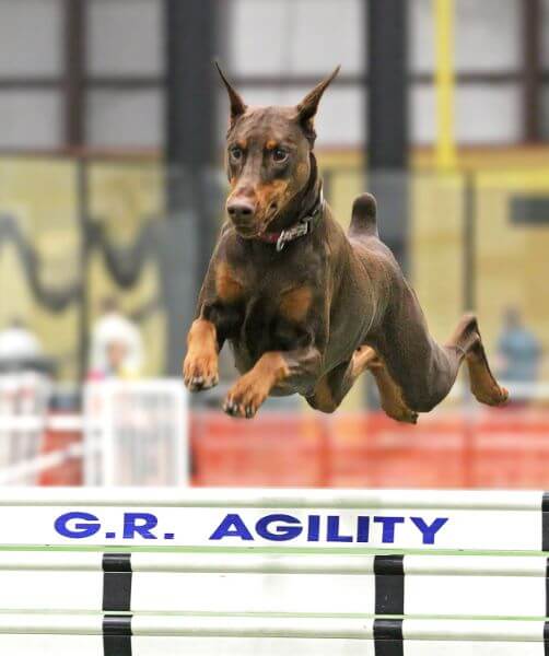 A doberman from the working group impresses the judge by gracefully jumping over a hurdle at an agility competition.