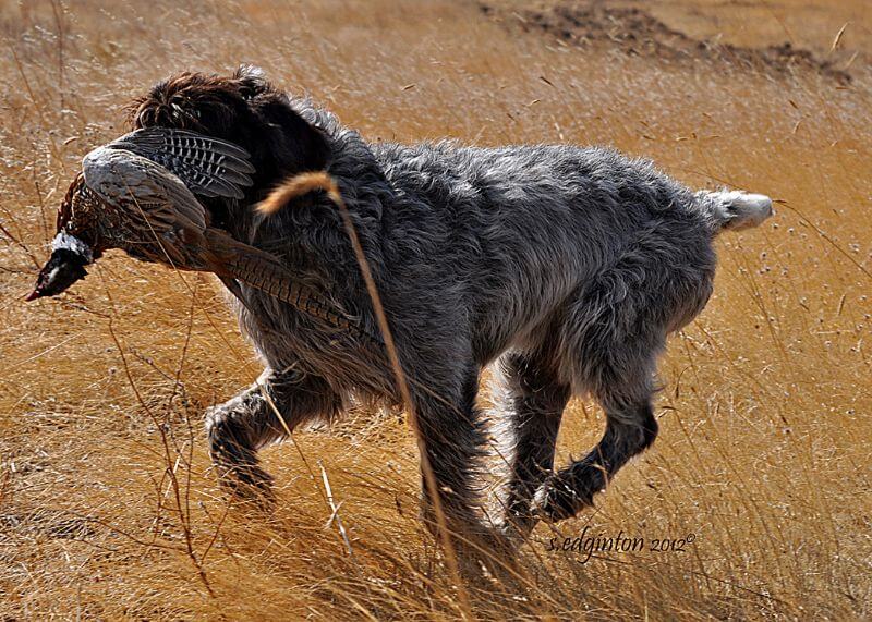 Wirehaired Pointing Griffon running through a field with a bird in its mouth.