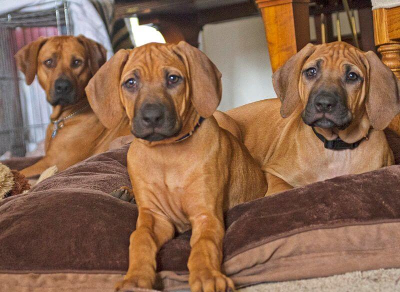 Three Rhodesian Ridgeback laying on a pillow in a room.