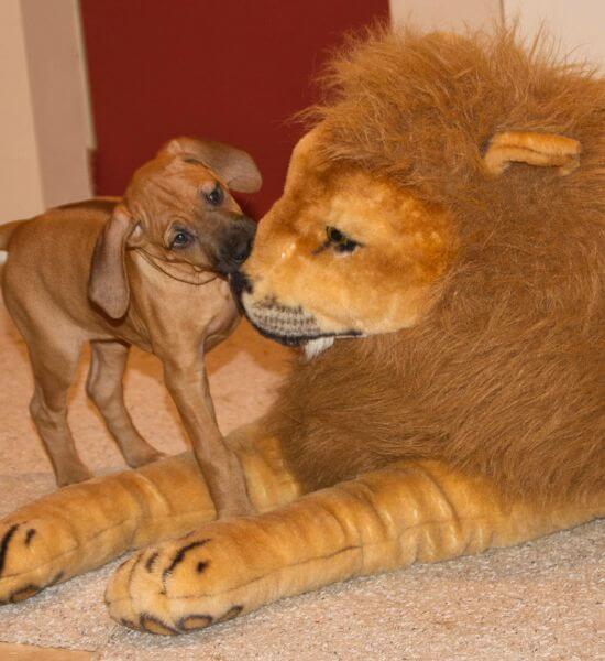 A puppy is playing with a stuffed lion.