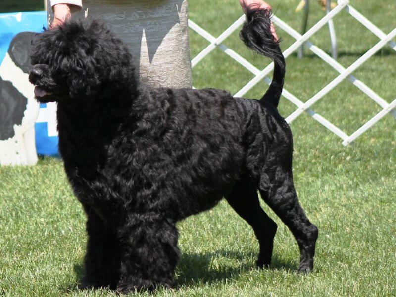 Black dog standing on the grass.