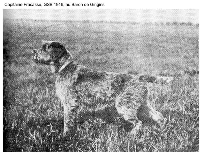 Wirehaired Pointing Griffon in the field.