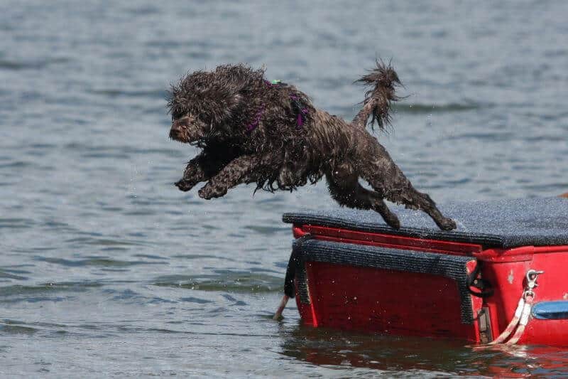A brown dog jumping out of a red boat.