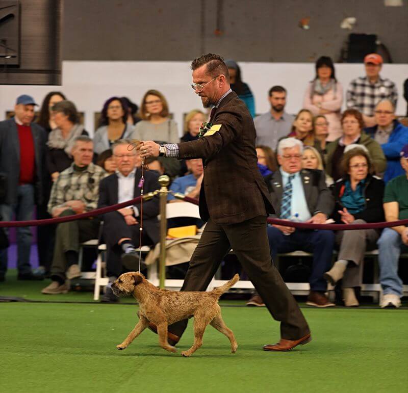Peter Holson walking a Border Terrier on a leash in a dog show.