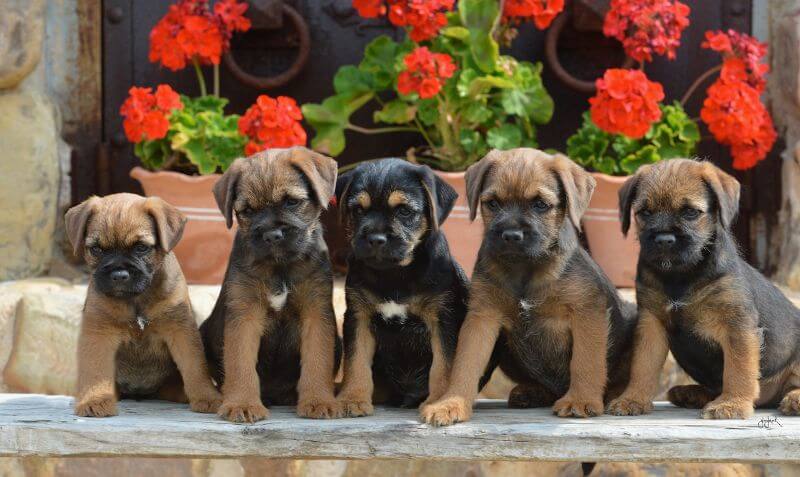 Five Border Terrier's puppies sitting.