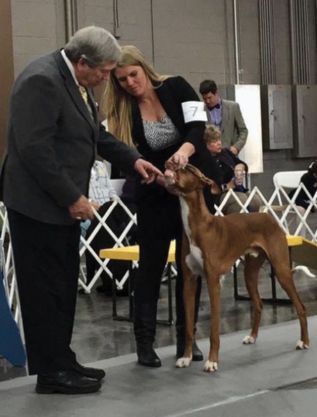 A woman is presenting an Ibizan Hound at a dog show.