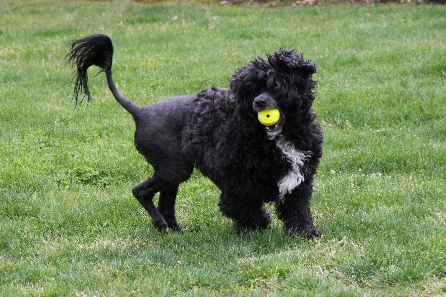Portuguese Water Dog playing with a ball.