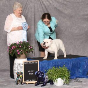 Zoe and her Bulldog competing at the Junior Showmanship
