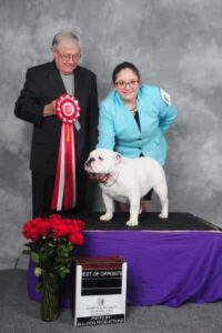 Zoe and her Bulldog competing at the Junior Showmanship