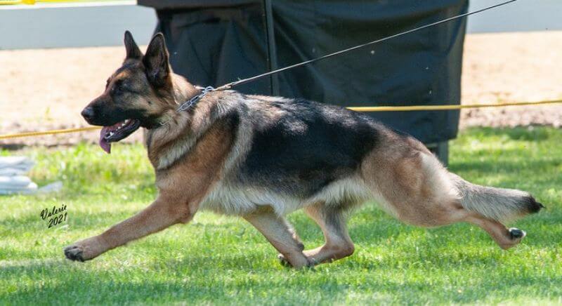 German Shepherd Dog running.