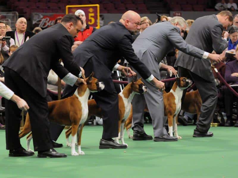 A working group of dogs showcased in a ring at a dog show.