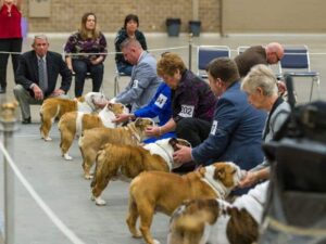 A group of bulldogs being judged at a show.