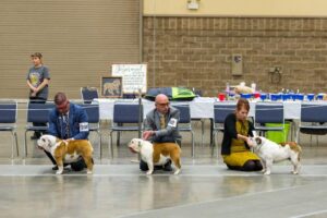 A group of bulldogs being judged at a show.