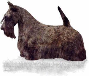 Scottish terrier physical characteristics.