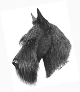Physical characteristics of a Scottish terrier