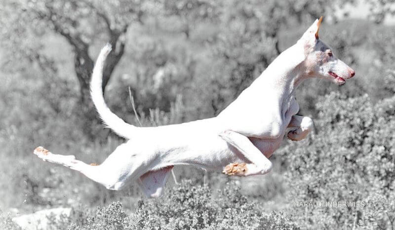 Ibizan Hound jumping in the air.