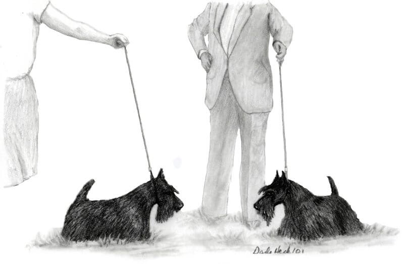 Leashed Scottish terriers.