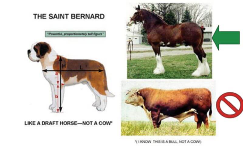 Proportionately Tall Saint Bernard