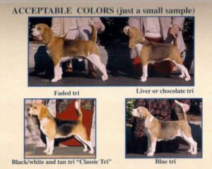 Photos of several Beagles with different colors.