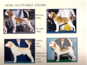 Photo of several Beagles with different colors.