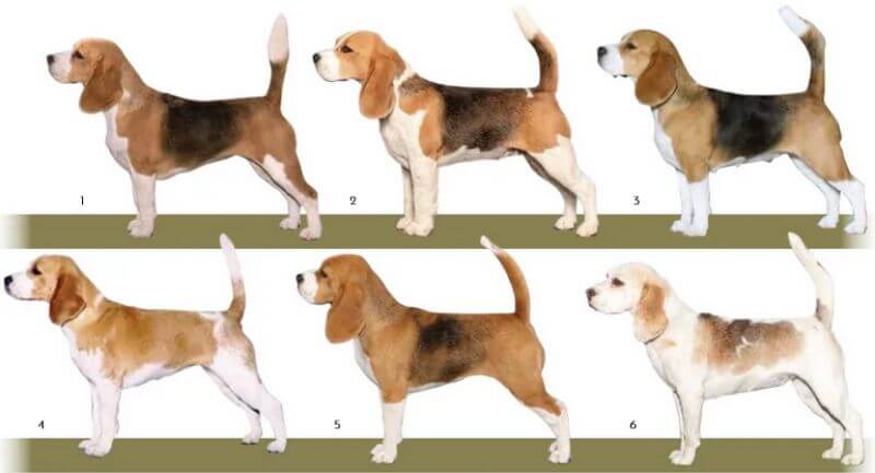 Picture of several varieties of Beagles