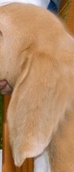 Incorrect ear set of a Beagle.