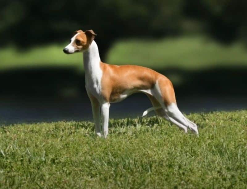 An Italian Greyhound standing in the grass.