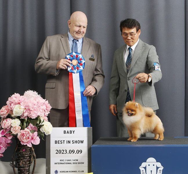 This young Pomeranian was representative of a large entry, deep in quality, and capable of winning anywhere.