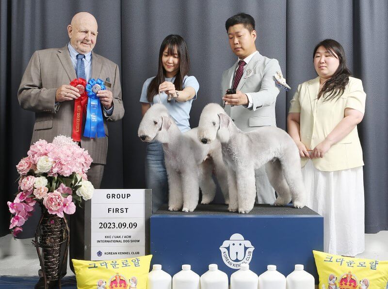 These Bedlington Terriers, representing breeding from very high-quality American lines, took first in Adult and second in the Puppy Group.