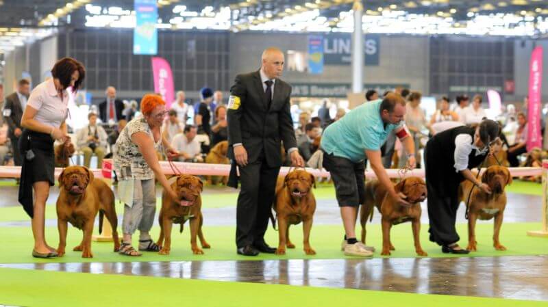 Choosing the right dog for competition.