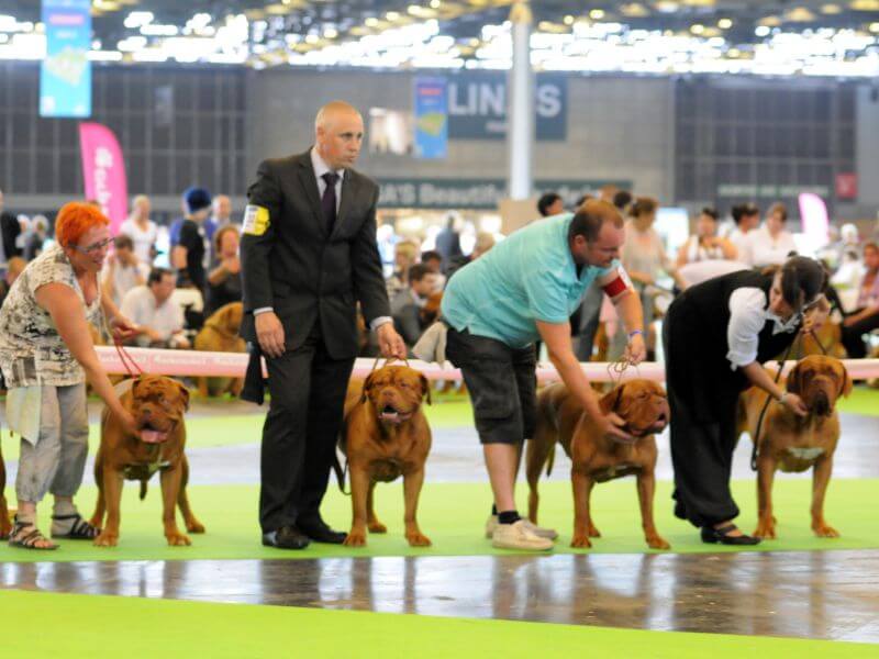 The Cane Corso  Yes, Size Does Matter - Showsight