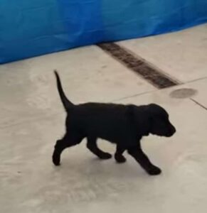 Black dog walking.