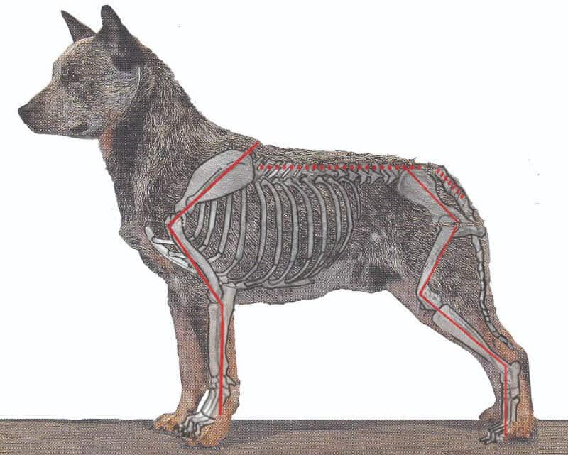 Figure 3. Australian Cattle Dog with Correct, Balanced Angulation