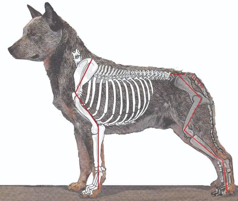 Figure 2. Australian Cattle Dog with Upright Shoulder and Well-Angled Rear