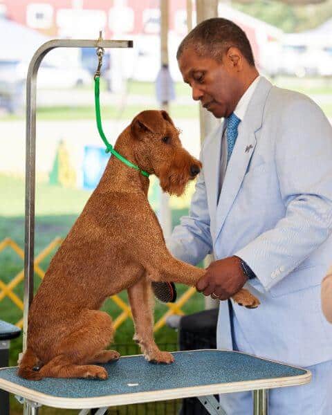A dog being judged at the show.
