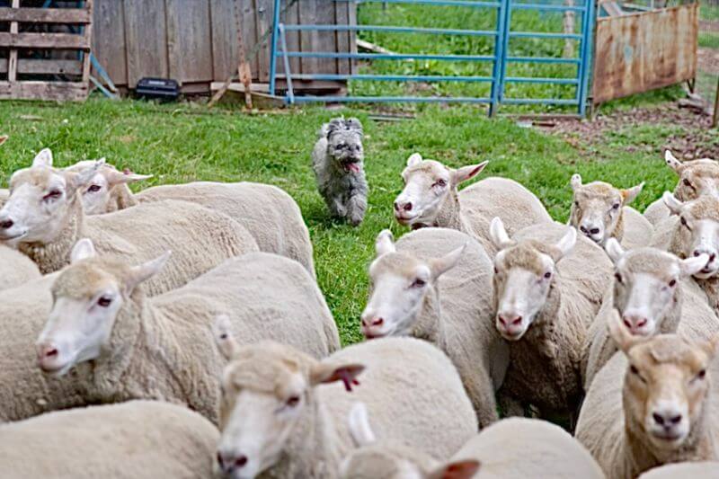 Sheep herding with Pumik.