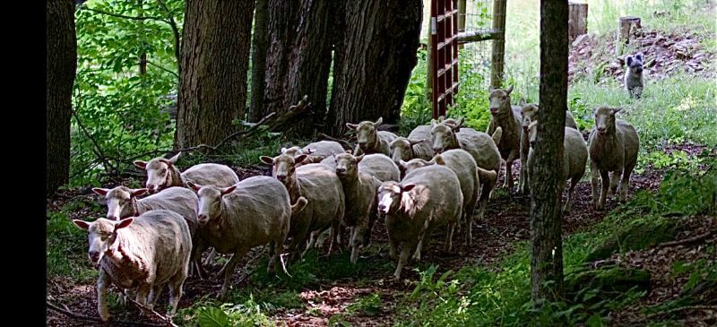 Sheep being herded by Pumik.