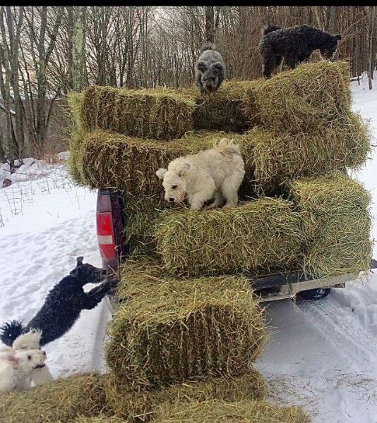 Pumik jumping on haystack.