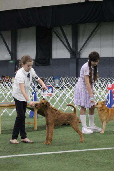 Two girls competing at the dog show.