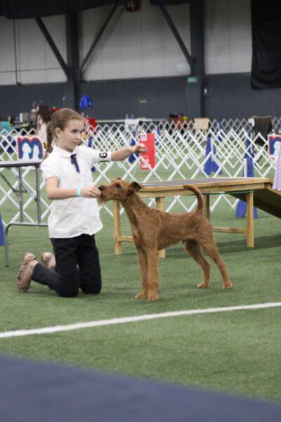 A girl competing at the dog show.