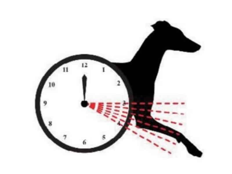 A drawing of an Italian Greyhound and a clock, showcasing their movement.