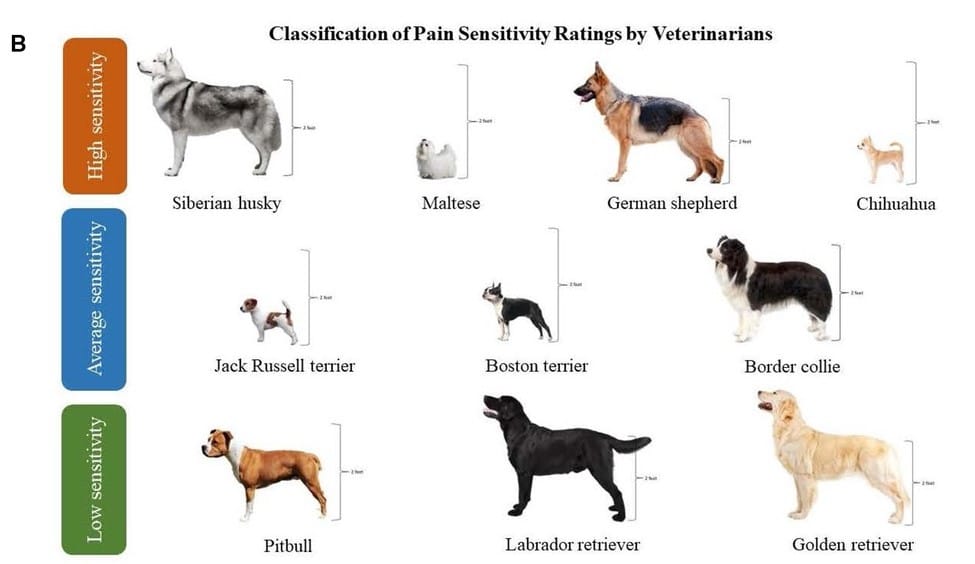Figure 1B: Visual representation of the ten dog breeds/breed types selected based on the classification of pain sensitivity ratings by veterinarians. Height is demonstrated for each breed, as consideration was provided to include dog breeds/breed types of varying sizes. (From: Caddiell, R. M., Cunningham, R. M., White, P. A., Lascelles, B. D., and Gruen, M. E. (2023). Pain sensitivity differs between dog breeds but not in the way veterinarians believe. Front. Pain Res. https://doi.org/10.3389/fpain.2023.1165340) 