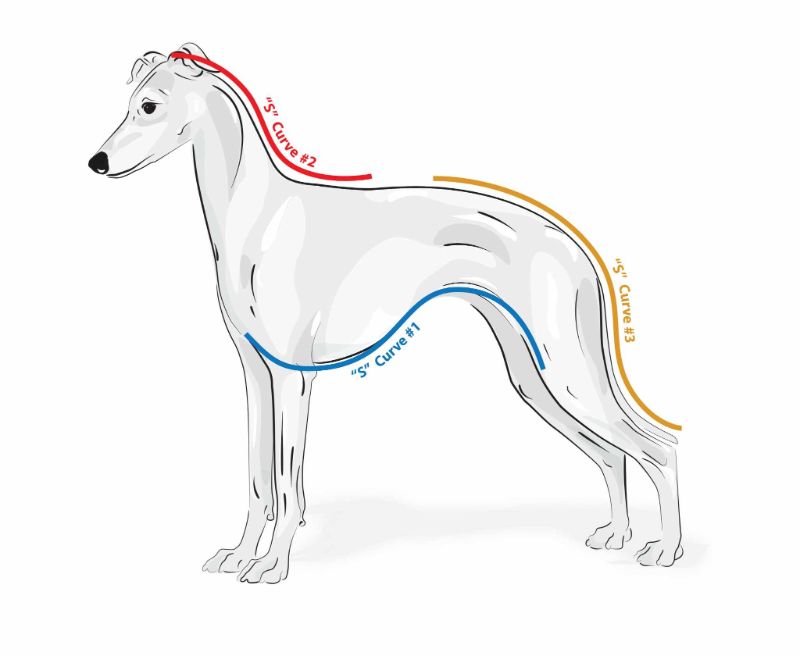 A diagram of the Italian Greyhound's body for judging.