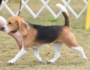 Beagle walking on the grass.